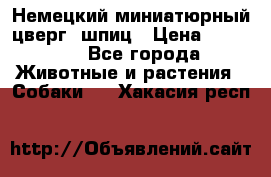 Немецкий миниатюрный(цверг) шпиц › Цена ­ 50 000 - Все города Животные и растения » Собаки   . Хакасия респ.